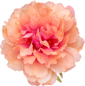 Moss rose orange flower