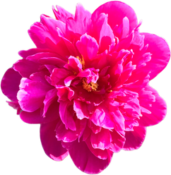 Pink Peony Flower Cutout