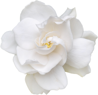 Gardenia flower isolated png top view