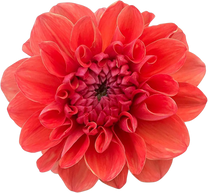 Red Dahlia flower blooming isolated cutout PNG